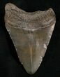 Black Megalodon Tooth #5620-2